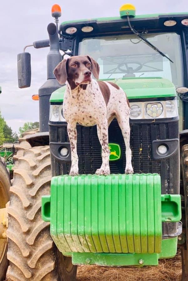 /images/uploads/southeast german shorthaired pointer rescue/segspcalendarcontest2021/entries/22033thumb.jpg